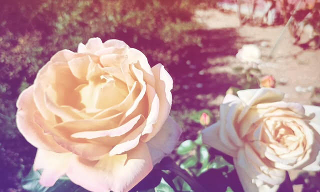 if the light required it - Literary Shorts -